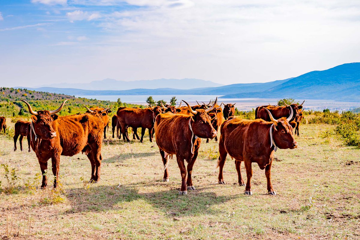UNDPBiH's tweet photo. 📍 Da li ste znali da slobodan uzgoj goveda može slijediti stroga pravila ekološkog uzgoja 🐄🐂, a pritom doprinijet većoj brizi za goveda 🤗

#EU4BUSINESS projekat okupio je u Livnu uzgajivače goveda sa područja cijele BiH

Pročitajte više 👉 https://t.co/YEbOMEtEQz
@eubih https://t.co/I7tZYVNZkR
