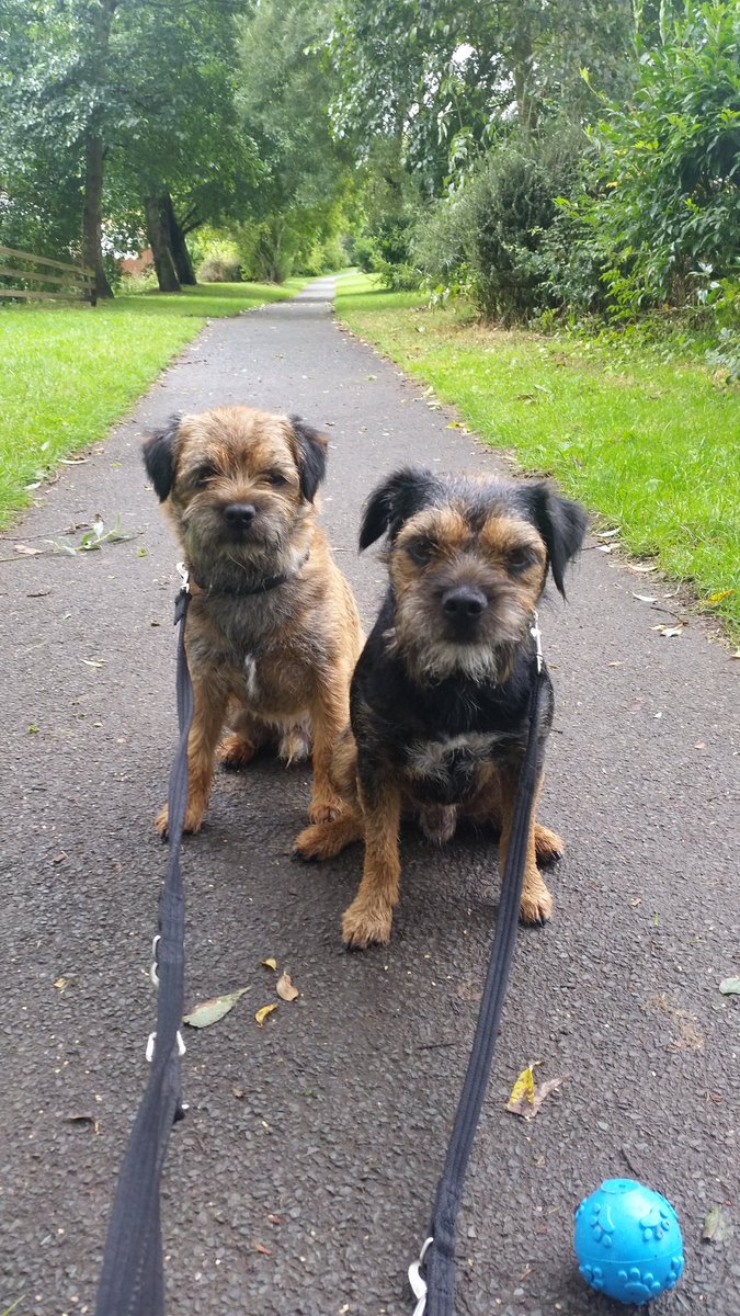 Hazel Alway & Aussie & Beinn over the rainbow🌈br. tweet media