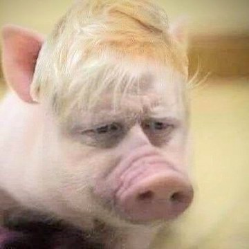 DavidRoweWTL's tweet photo. @NotAsGoodAsPete @PrivateEyeNews I can imagine the Tory boys who are privatising all health provision they can, salivating at the idea of such profits. #NosesInTheTrough https://t.co/2pnqdtkfeH