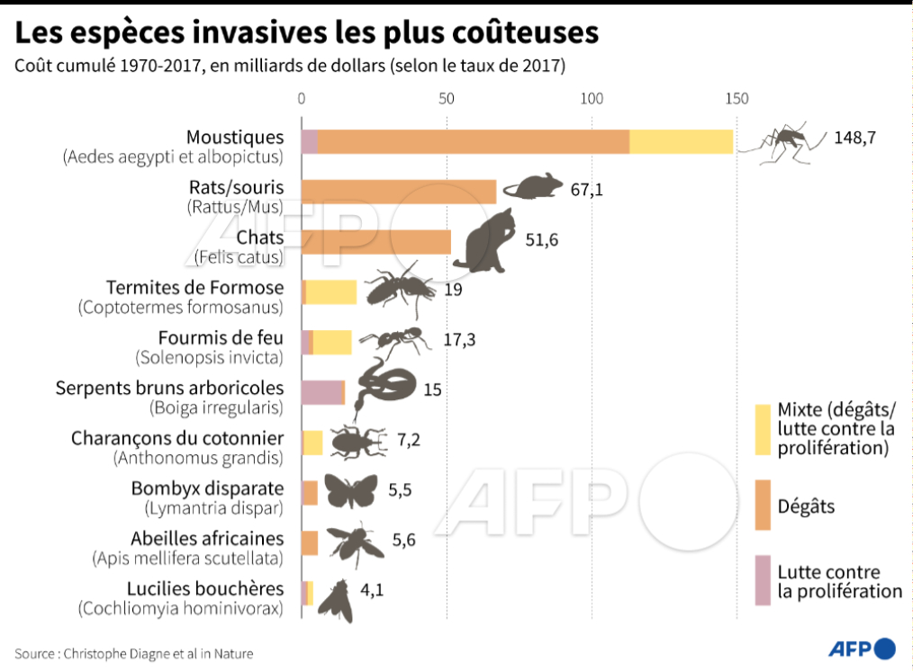 afpfr's tweet photo. Les plantes invasives, nouveau casse-tête environnemental https://t.co/0wD6Ws5Fe0 #AFP @Kelly_Macnamara https://t.co/WlMtFU7W9C