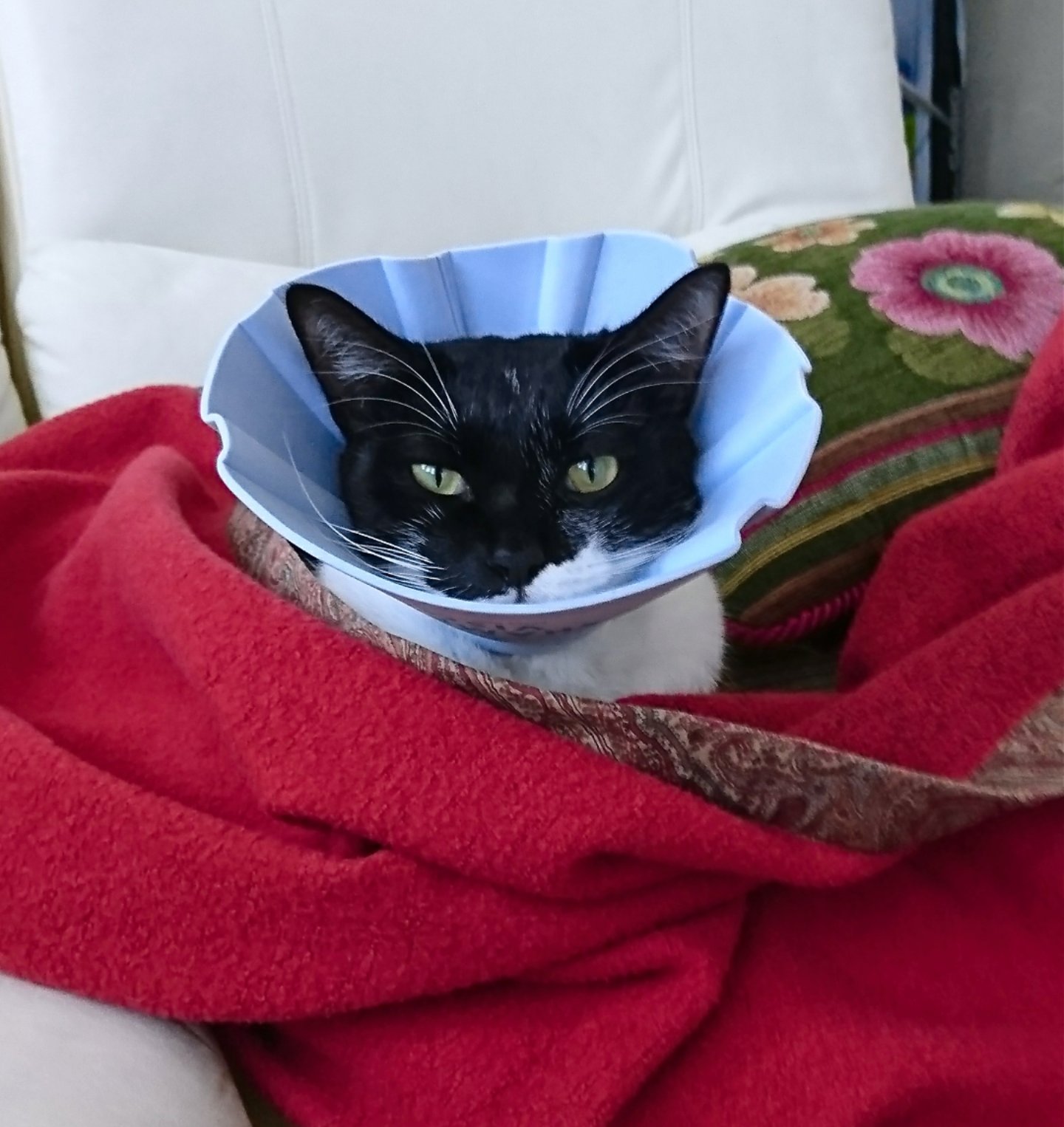 Takechiyo 猫が怪我をした時 市販のエリザベスカラーを嫌がったのでシャンプーハットとマジックテープ 100均でも買えます で手作りしました 装着感のストレスが少なくなったようで 嫌がる仕草をしなくなりました エリザベスカラー 手作り