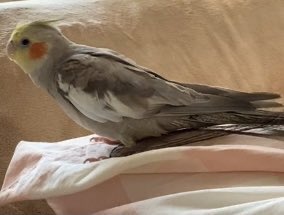 ifoza7's tweet photo. @albaik طير كروان في جدة حي الحمدانية الطير هذا عزيز علي اللي شافه وحصله يبلغني امانه عليكم انشروه 🙏🥺💔 
اللهم ياجامع الناس بيوم الجمع اجمعني بضالتي الطير 💔 https://t.co/0oBbHI78ZE