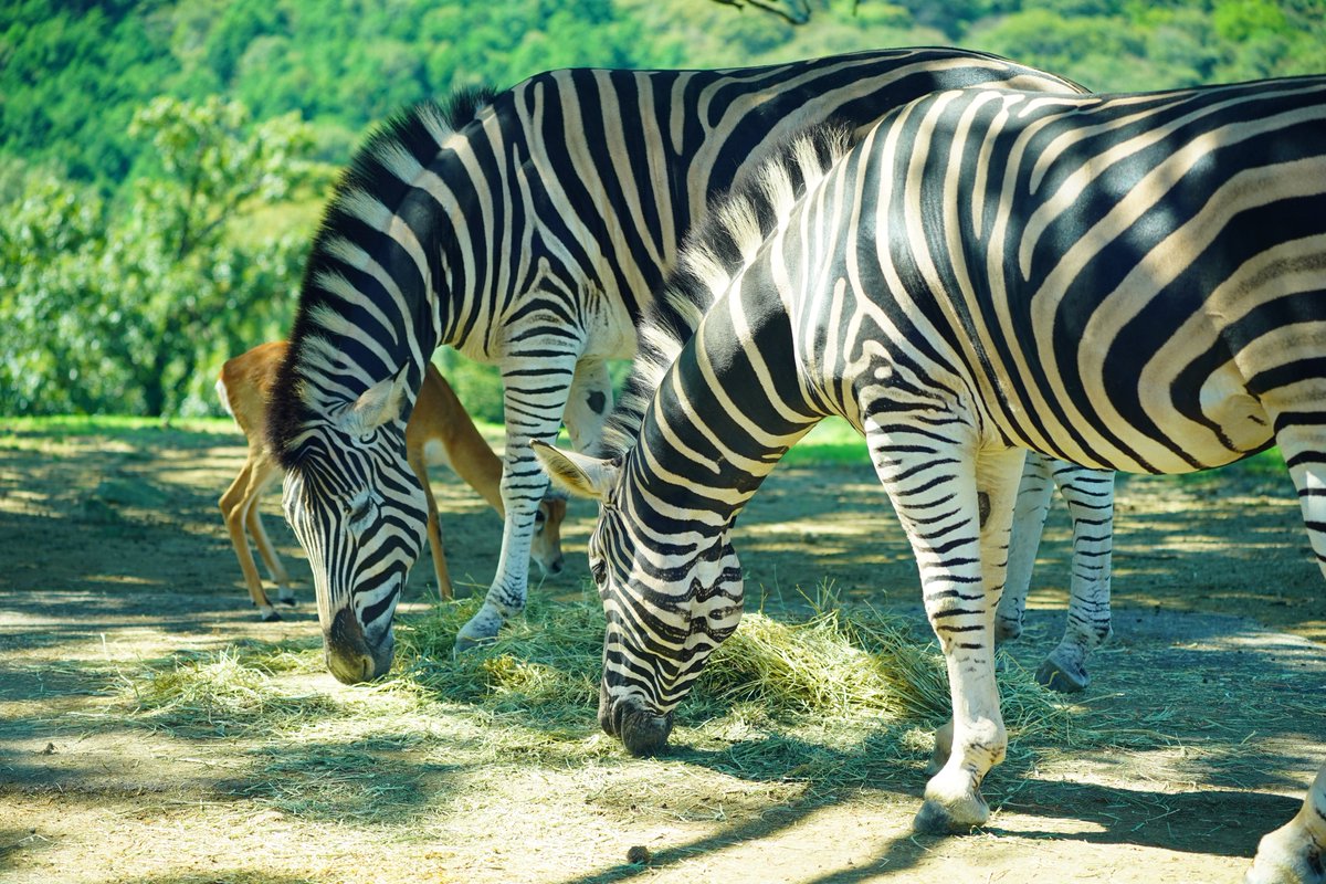 シマウマ シマウマ