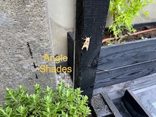 Check out this Angle Shades moth spotted by one of @Shaftesburyplc's  contractors. When folding its wings, the Angle Shades moth resembles a curled-up autumn leaf🍂