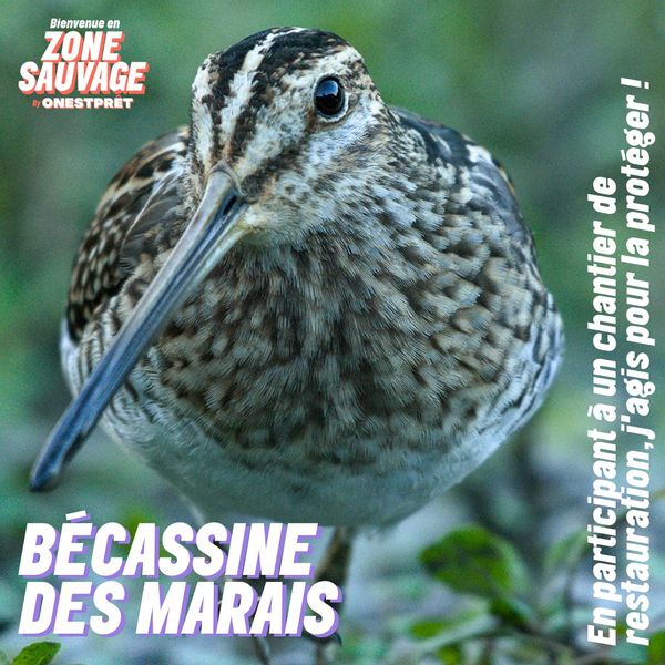 TfBiodiversity's tweet photo. #ZONESAUVAGE OnEstPrêt - Jour 2: La Bécassine des Marais 🐦 avec Juliet Bonhomme

⚠��Pratiquement éteinte en 🇧🇪 ! (La Bécassine, pas Juliet 😅)

1⃣2⃣jours pour découvrir 12 animaux menacés qui vivent en #ZoneSauvage 
⠀⠀⠀⠀⠀⠀⠀⠀⠀
Agis maintenant👉https://t.co/1xE8CyhCTd https://t.co/Qp42kMBNF1