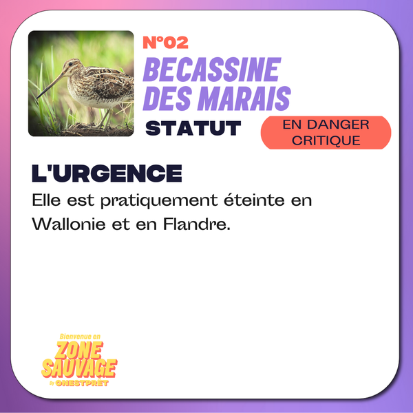TfBiodiversity's tweet photo. #ZONESAUVAGE OnEstPrêt - Jour 2: La Bécassine des Marais 🐦 avec Juliet Bonhomme

⚠��Pratiquement éteinte en 🇧🇪 ! (La Bécassine, pas Juliet 😅)

1⃣2⃣jours pour découvrir 12 animaux menacés qui vivent en #ZoneSauvage 
⠀⠀⠀⠀⠀⠀⠀⠀⠀
Agis maintenant👉https://t.co/1xE8CyhCTd https://t.co/Qp42kMBNF1