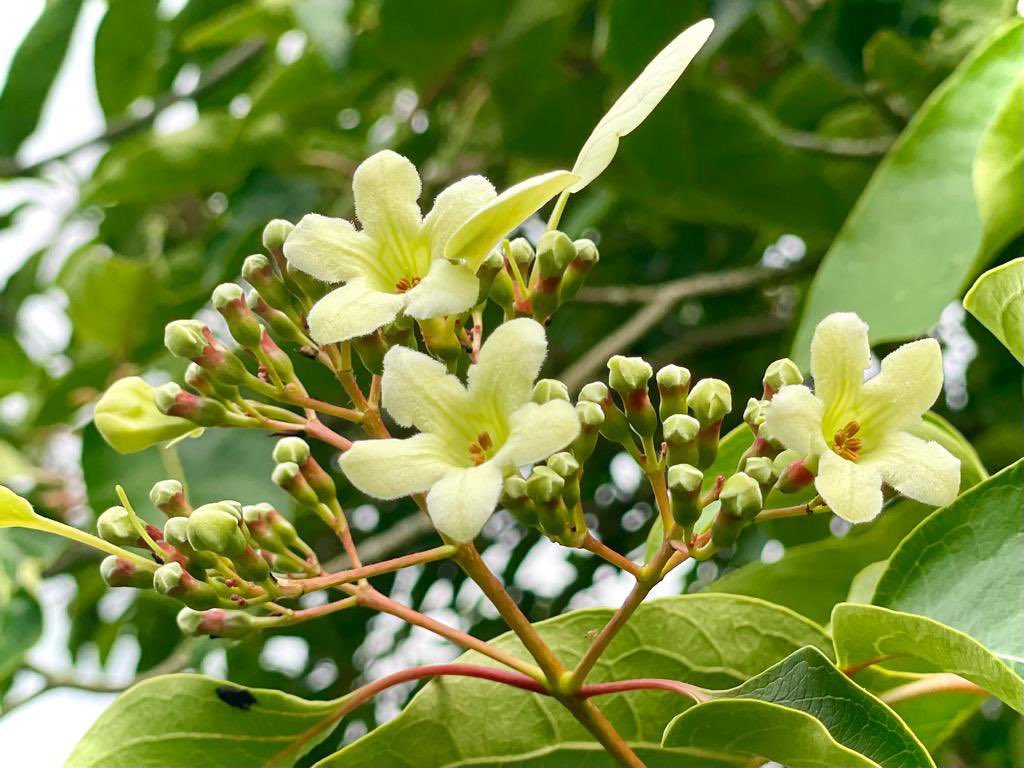 bordehillgarden's tweet photo. Thank you and yes Emmenopterys henryi is rather late flowering. In 2018 flowered 3rd August and 2016 9th September. #emmenopteryshenryi #bordehillgarden #specialtree #BBCBreakfast https://t.co/NeTpG9mv3D