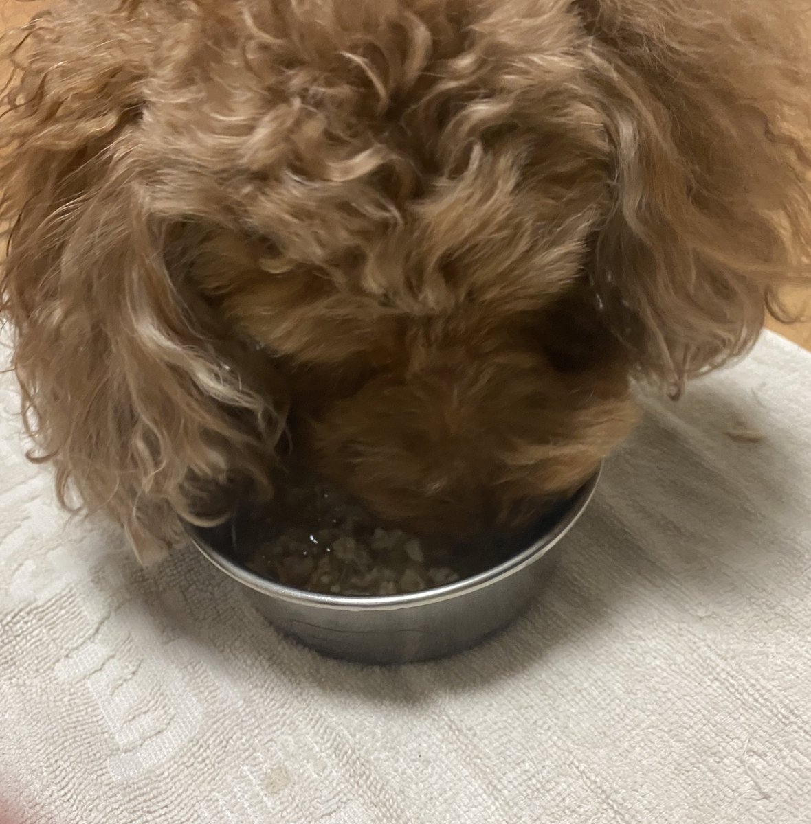 Le022jp's tweet photo. ご飯もりもり食べてくれています🥺💖💖💖 https://t.co/tT2zNzQVJu