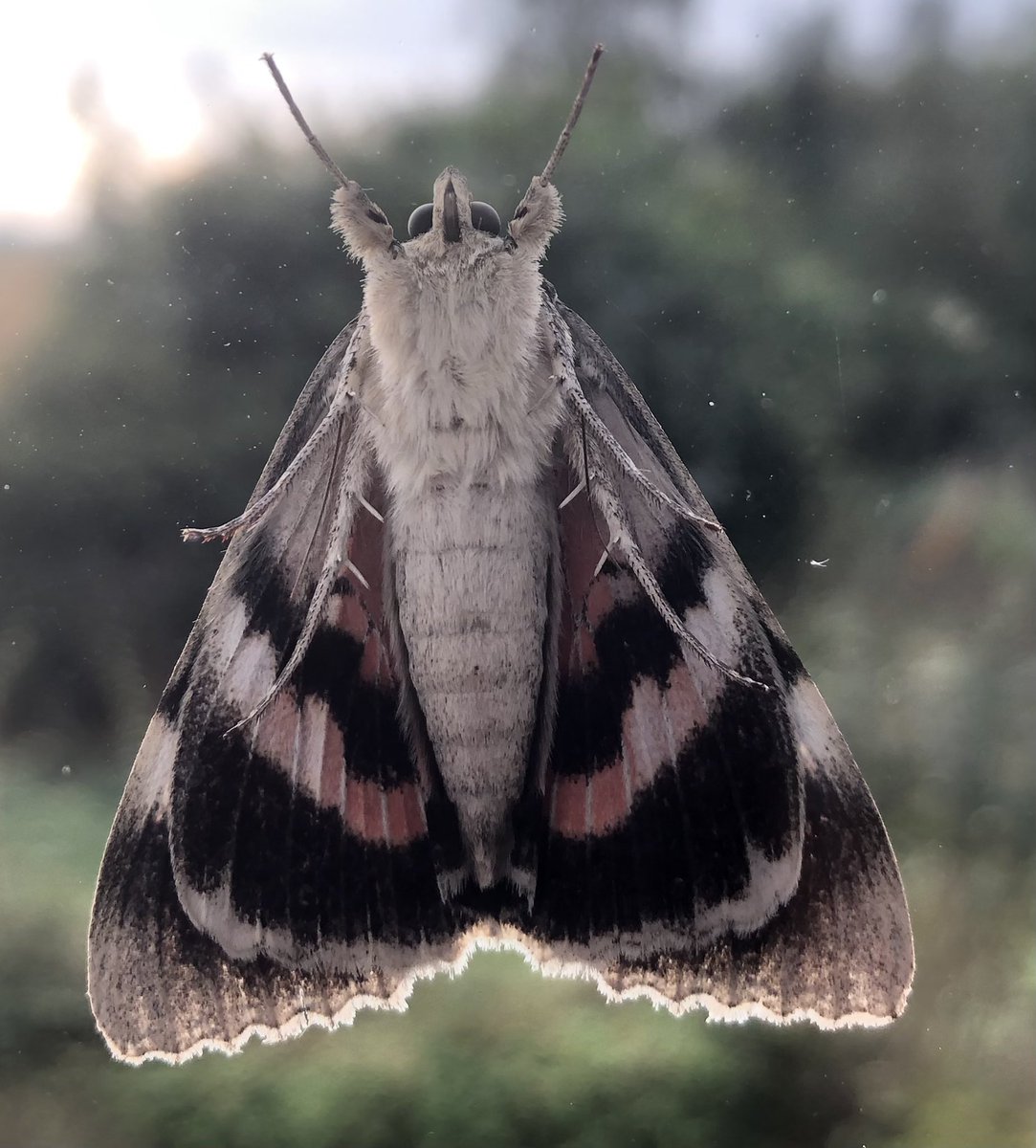 A different view - Red Underwing on an upstairs window this morning. @BC_Lincolnshire @savebutterflies @LincsNaturalist @LincsWildlife @ukmoths #mothsmatter