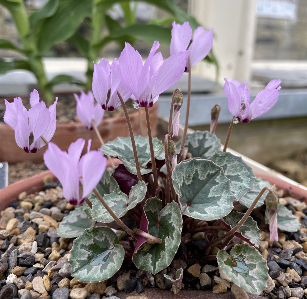 Cyclamen mirabile looking wonderful with its ethereal pink flowers in the alpine house @rhsharlowcarr. We welcome the new alpine apprentice @bertrudewinthrop to Harlow Carr this week sponsored by the @alpinegardensoc they will be with us for 6 months then head to @rbgedinburgh