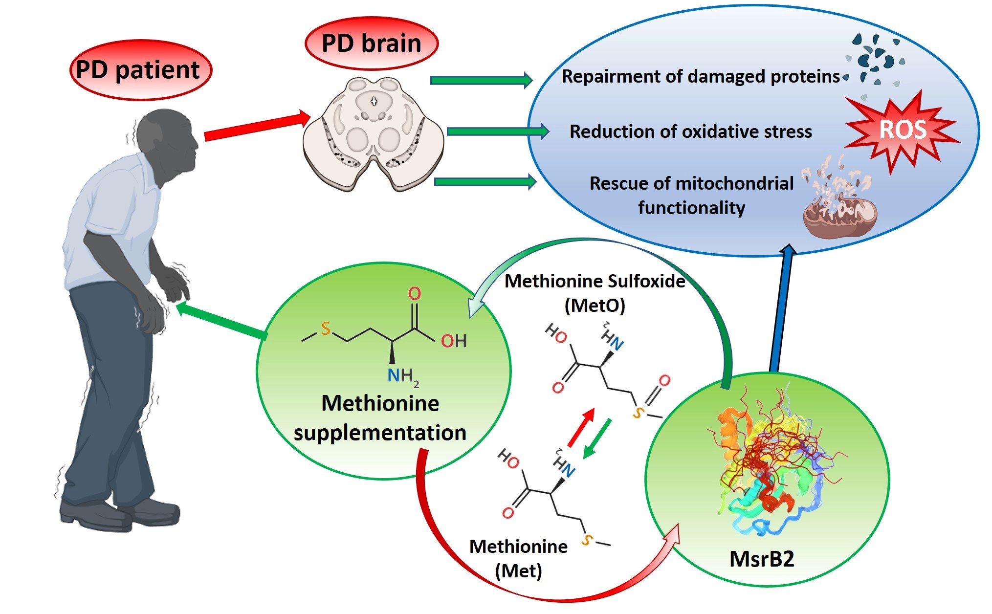 Antioxidants MDPI on Twitter "📖New Publication in Antioxidants 📌