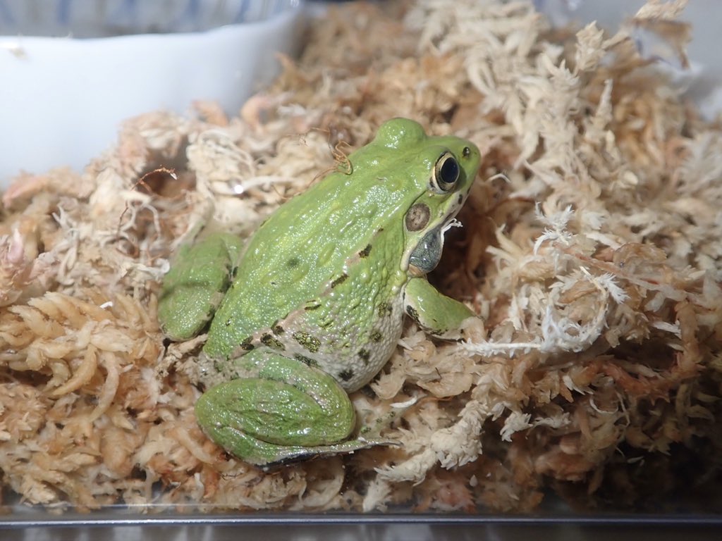 墨丸 先月岐阜県よりお持ち帰りしたカエルさん ずっとトノサマガエルだと思っていたけど 採集地や体の特徴 鳴き声など色々調べているうちに ナゴヤダルマガエルなんじゃないかと どなたかエロい人教えて 蛙 両生類 無尾目 T Co