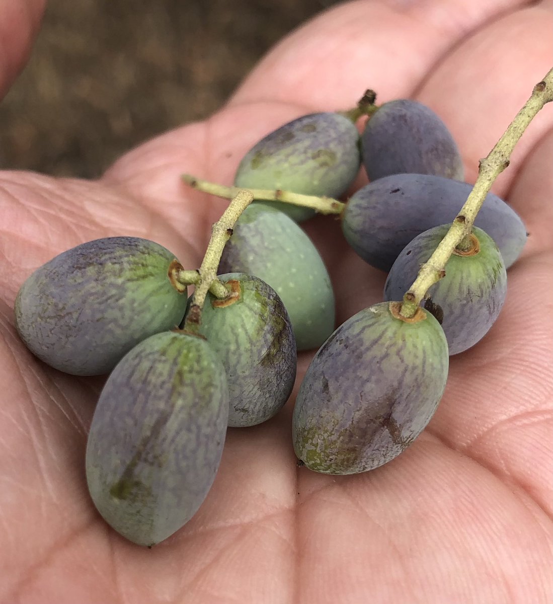 IfapaOlivar's tweet photo. Tras las lluvias, se puede observar cómo las aceitunas de árboles sometidos a un prolongado estrés hídrico se rehidratan y en algunos casos cambian de color. Eso no significa que en 2 días hayan formado el aceite. Incluso se observan lo que fueron los pliegues de la epidermis. https://t.co/ynN2yXILSL