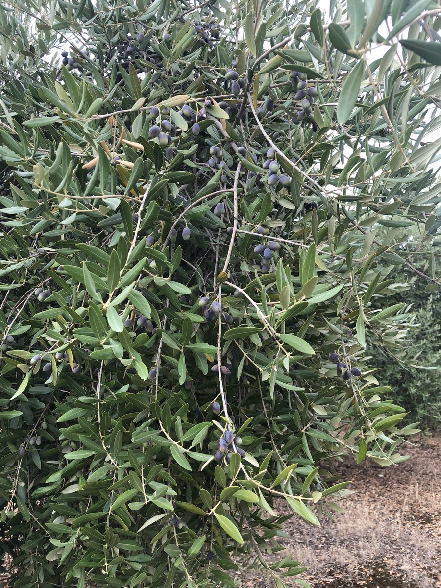 IfapaOlivar's tweet photo. Tras las lluvias, se puede observar cómo las aceitunas de árboles sometidos a un prolongado estrés hídrico se rehidratan y en algunos casos cambian de color. Eso no significa que en 2 días hayan formado el aceite. Incluso se observan lo que fueron los pliegues de la epidermis. https://t.co/ynN2yXILSL
