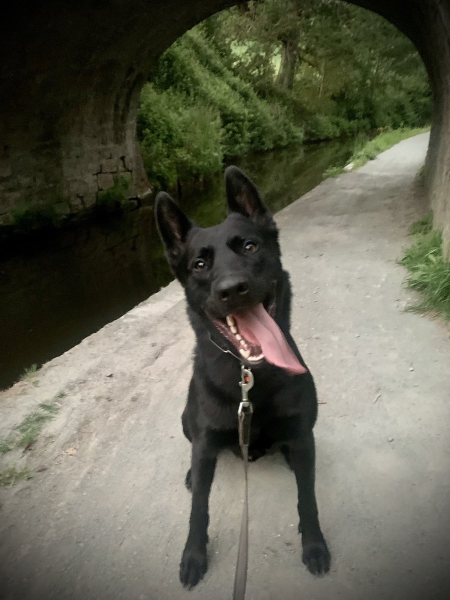 #HappyThursday #LlangollenCanal 🐾🏴󠁧󠁢󠁷󠁬󠁳󠁿