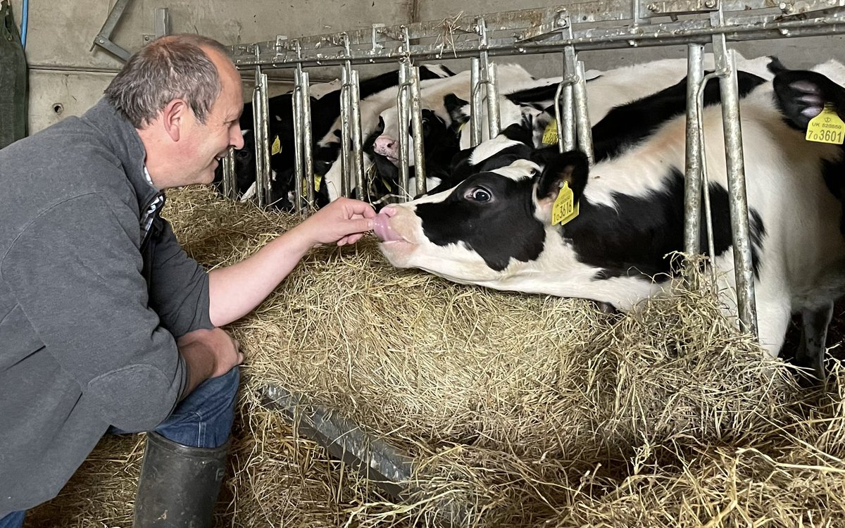 This heifer calf has a genomic DWP index of 1031 making her joint highest ranking heifer in UK - well done <a href="/roradairy/">rora dairy</a> 👍#clarifideplus