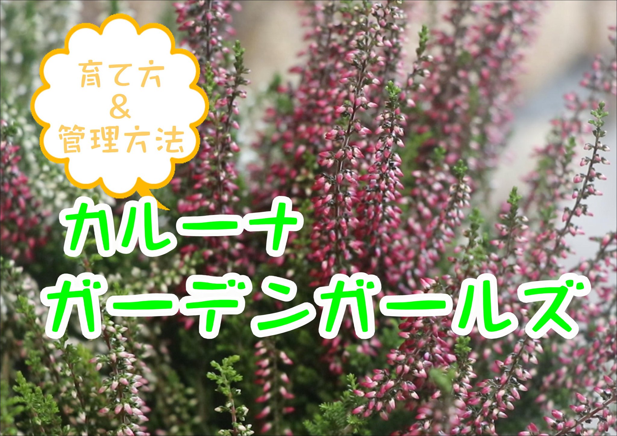グリーンプラザ山長 冬の寄せ植えや花壇には コレ カルーナ ガーデンガールズ の育て方 管理方法です T Co 4geud5mtme カルーナガーデンガールズ カルーナ育て方 カルーナ 生駒市 奈良園芸 奈良ガーデニング グリーンプラザ山長 冬の寄せ植えや花壇には コレ カルーナ ガーデンガールズ の育て方 管理方法です T Co 4geud5mtme カルーナガーデンガールズ カルーナ育て方 カルーナ 生駒市 奈良園芸 奈良ガーデニング