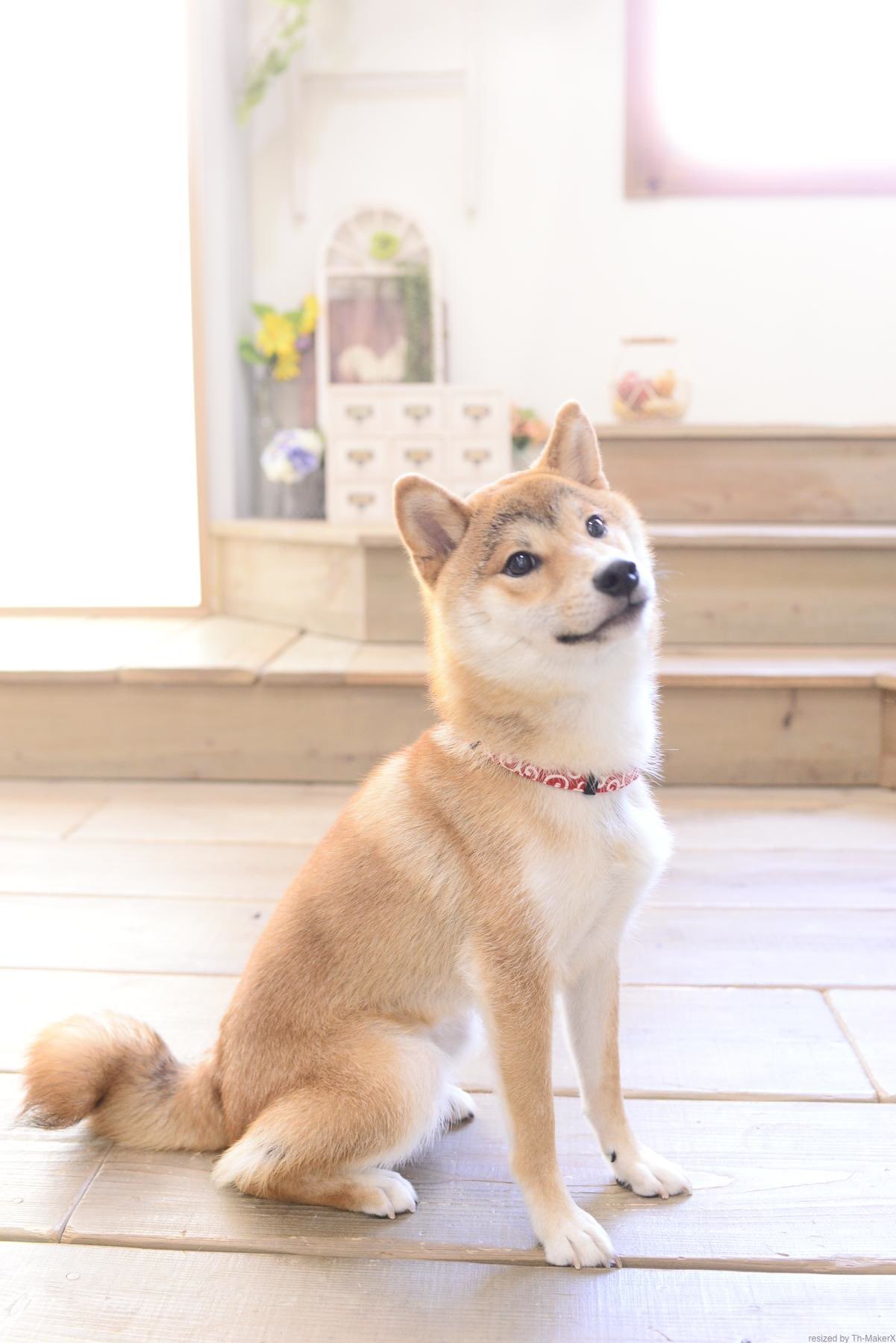 柴犬 いそべ 1歳 しっぽが最高に可愛く撮れた写真 愛犬 柴犬 柴犬を崇めよ T Co Jjdtcjaxch Twitter