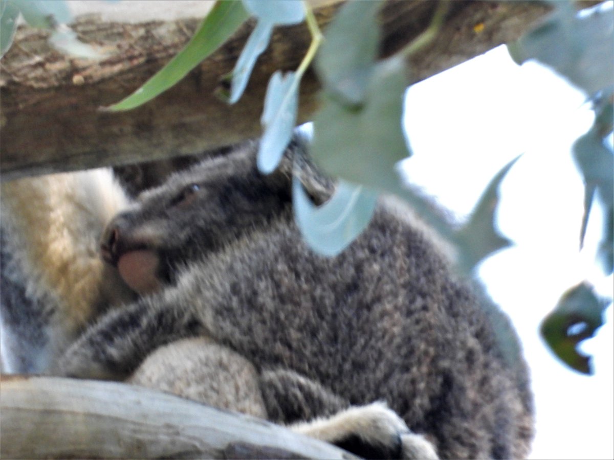 talkingkoala's tweet photo. 🙏🐨💖 Enjoyed some time with Coral and joey number nine, Kristian, this afternoon. Kristian just wanted to sleep 💕and Coral just wanted to eat 🍃🍃🍃 #BallinasKoalas #koalavaccinationsnow #everykoalaisimportant #backinlockdown https://t.co/u1cNAKsQB1