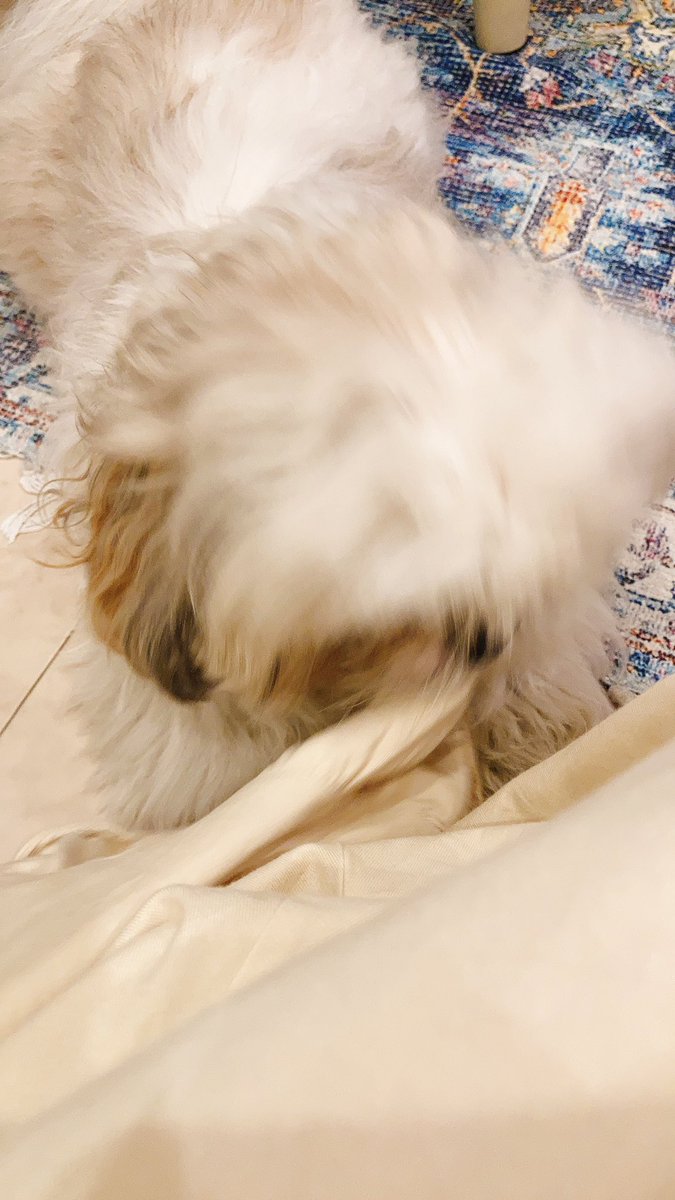 癒し動画 Twitter Search