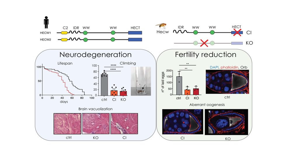 We identified a new member of the NEDD4 family in Drosophila, Hecw, and we generated catalytic inactive and KO mutants to find that lack of Hecw ubiquitination activity results in defective oogenesis, premature aging and climbing defects associated with neuronal loss. 2/4