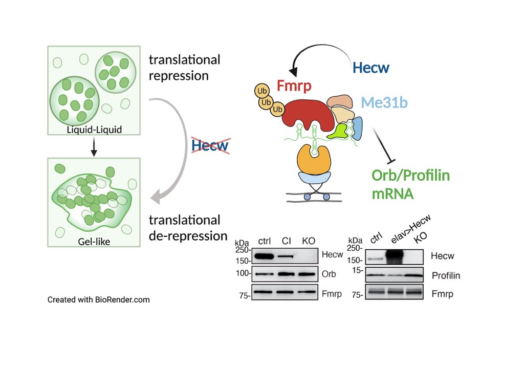 Finally, Fmrp-regulated mRNA targets are aberrantly expressed in oocyte (Orb, an oocyte determinant) and neurons (Profilin, a causative familiar ALS gene). This last event is particularly intriguing as it opens new possibility for the treatment of this devastating disease. 4/4
