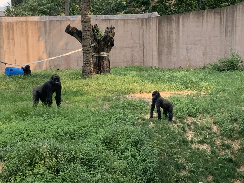 John McDevitt (@jm1060) on Twitter photo #BREAKING .<a href="/phillyzoo/">Philly Zoo</a> is given the green light to use an experimental vaccine to protect it’s at risk animals against COVID-19. 4 gorillas were among the first to get their Vax card this week. <a href="/KYWNewsradio/">KYW Newsradio - NOW ON 103.9 FM!</a> #BREAKING .<a href="/phillyzoo/">Philly Zoo</a> is given the green light to use an experimental vaccine to protect it’s at risk animals against COVID-19. 4 gorillas were among the first to get their Vax card this week. <a href="/KYWNewsradio/">KYW Newsradio - NOW ON 103.9 FM!</a>