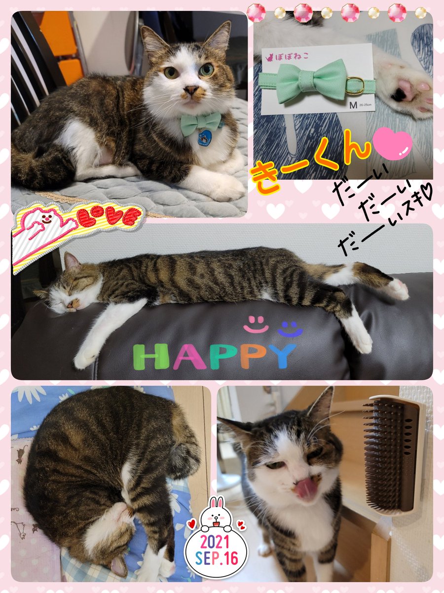 ぽぽねこ 公式 Poponeko1 Twitter ぽぽねこ 公式 Poponeko1 Twitter
