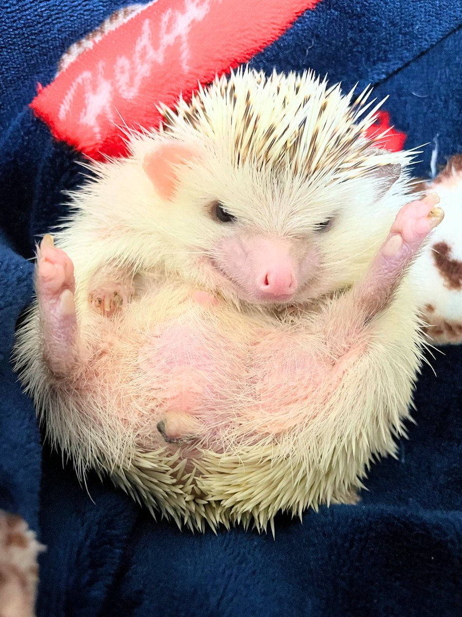 ポケモン 朝の寝ぼけ中 やっと仰向けにされている事に 気がついたハリネズミ 綾都のイラスト ポケモン 朝の寝ぼけ中 やっと仰向けにされている事に 気がついたハリネズミ 綾都のイラスト