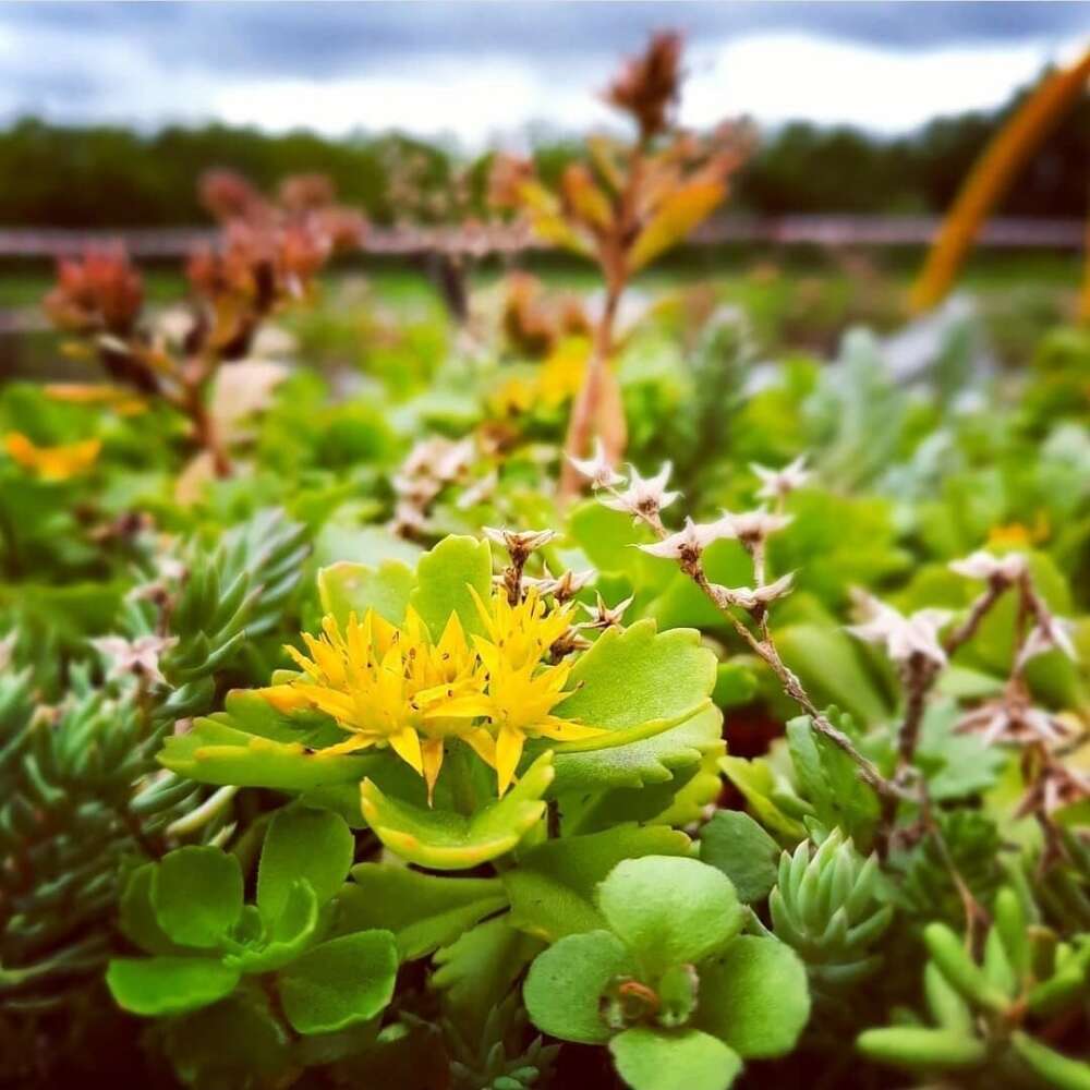 MK_Gateway's tweet photo. Milton Keynes’ tech community will come together at Saxon Court this weekend (18th – 19th September) in the first live @mkhackathon event to understand the environmental benefits of green roof projects

https://t.co/IffmMxWMZn

@mkcouncil @GreenRoofMK @PooleyvilleUK @protospaceuk https://t.co/DBdaeVJXOc