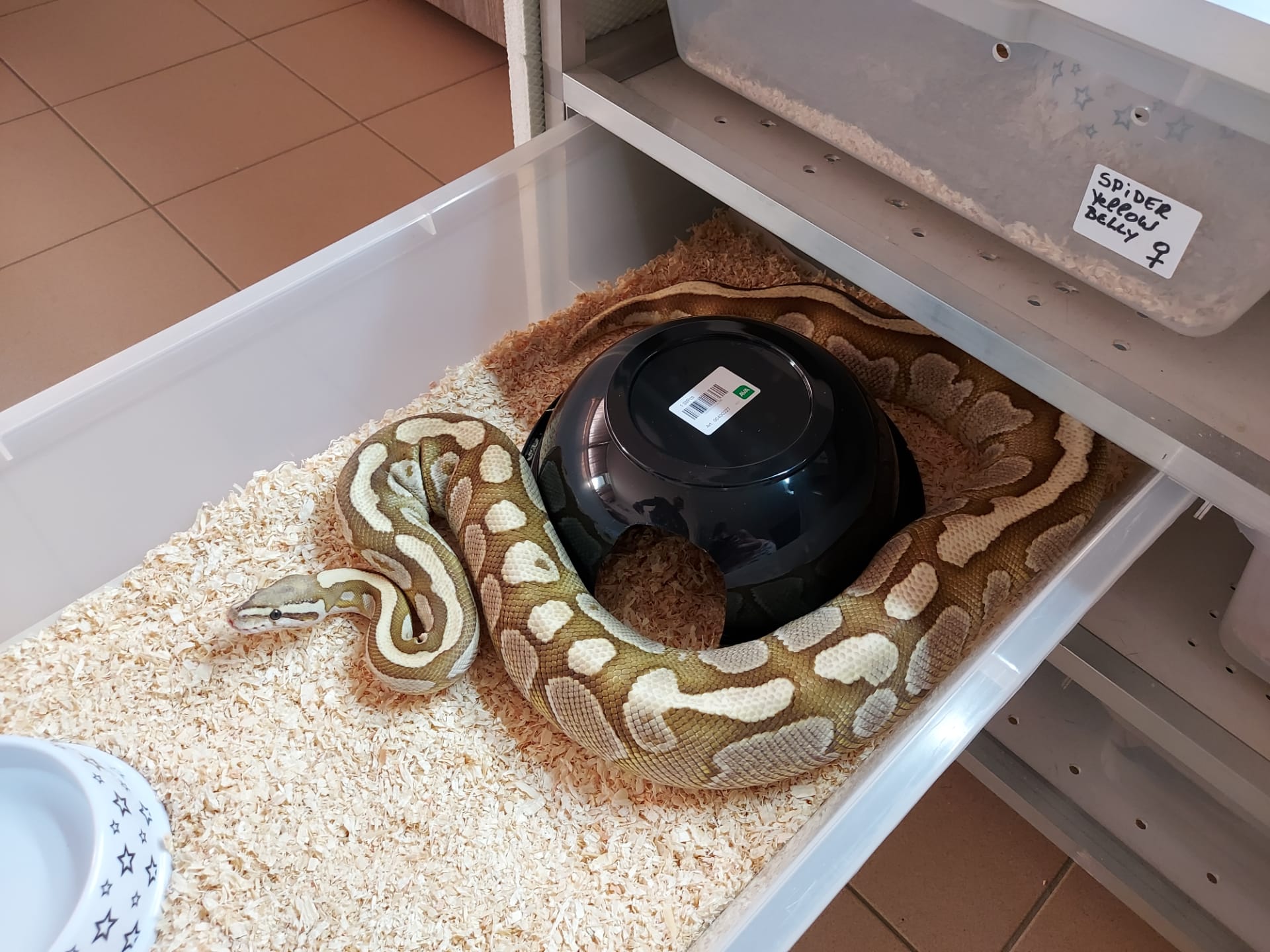 Fee ballpythons and dragons on Twitter: "Lesser fire ball python…