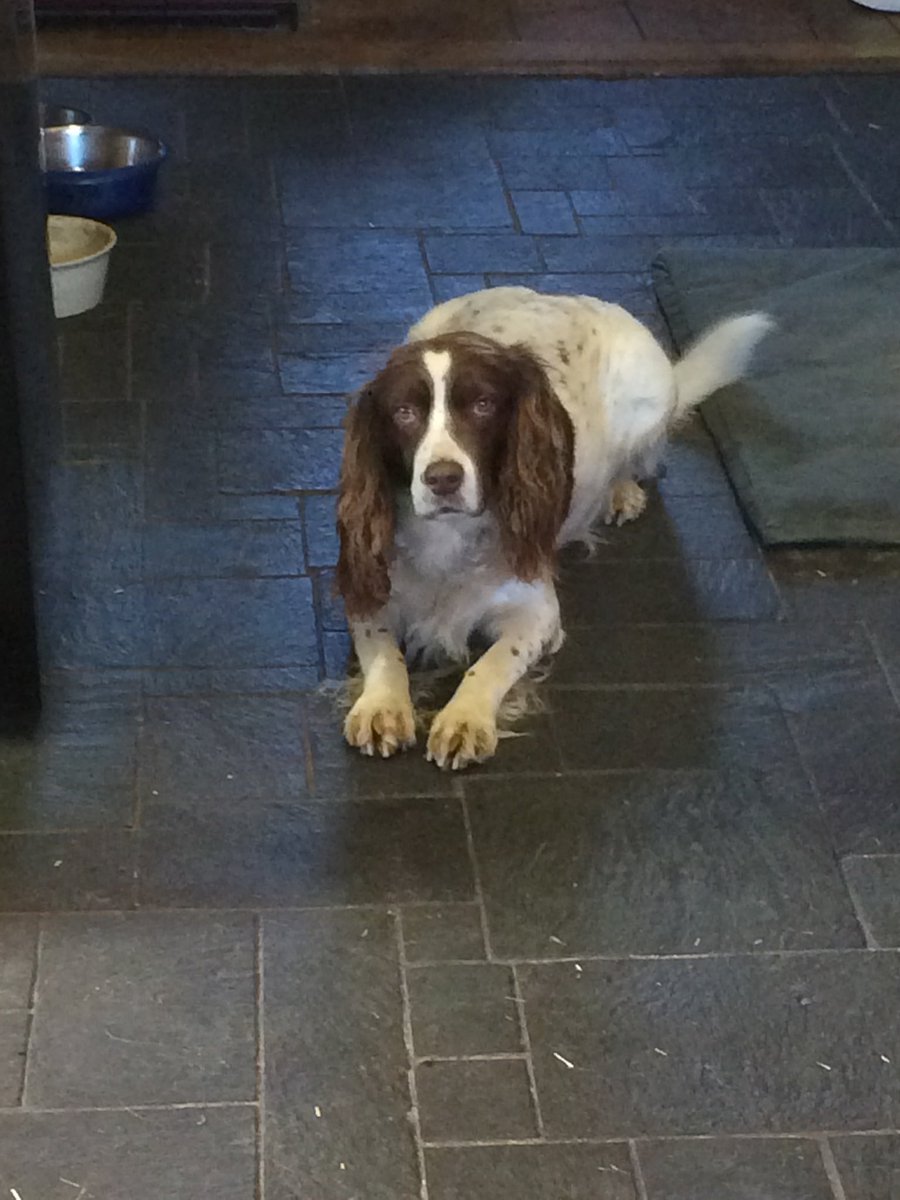 Farewell to a faithful friend RIP Jill