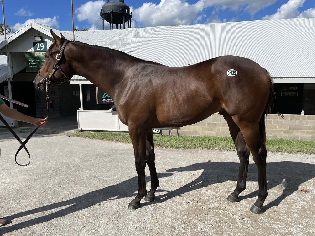 MeahLloyd's tweet image. Absolutely thrilled to purchase these 2 horses today for long time friend @ybnorml86, a lovely filly by Army Mule and a stunning colt by Collected. You will see these on the racetrack next year with trainer @AnnaMeahRacing #ThePinkM #SearchingForValue