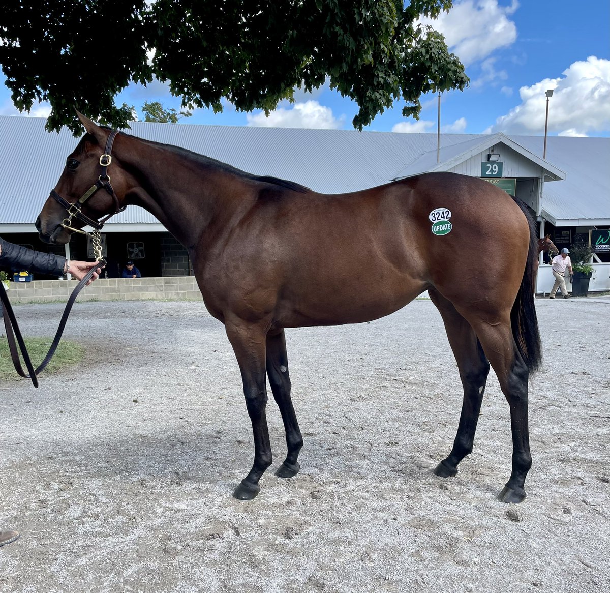 MeahLloyd's tweet image. Absolutely thrilled to purchase these 2 horses today for long time friend @ybnorml86, a lovely filly by Army Mule and a stunning colt by Collected. You will see these on the racetrack next year with trainer @AnnaMeahRacing #ThePinkM #SearchingForValue
