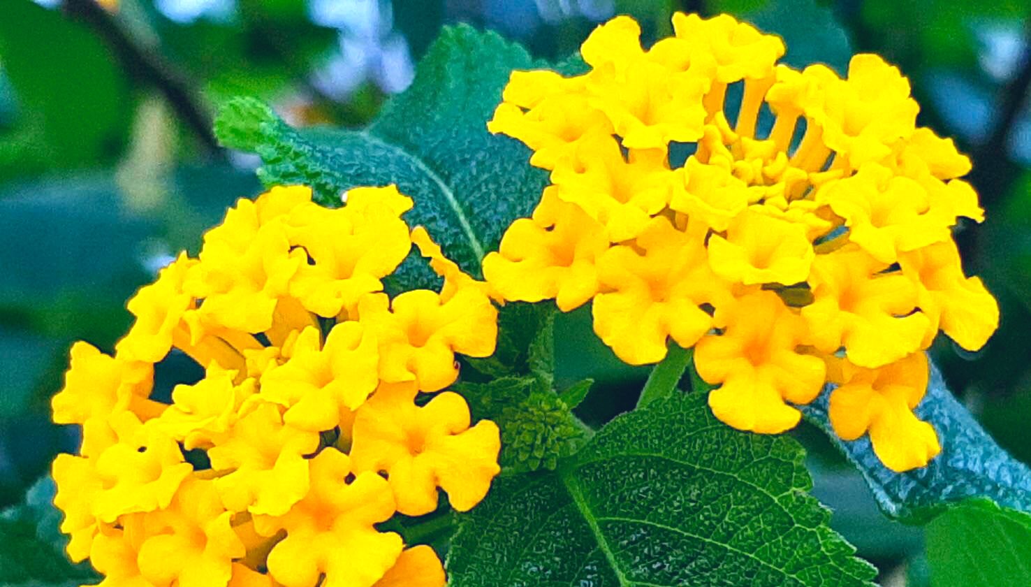 小葉のランタナ Twitter Search Twitter