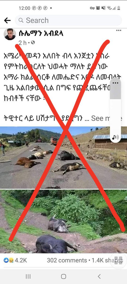 NetsiGual's tweet photo. እነዛ የደነዘዙ ሰዎች ጁንታው ገደለብን ብሎ እየጮሁ ያሉት  ከብቶች የሞቱት 2019 በመኪና አደጋ ነው።  ምድረ ውሸታም 🤮 https://t.co/r6sibVqPef