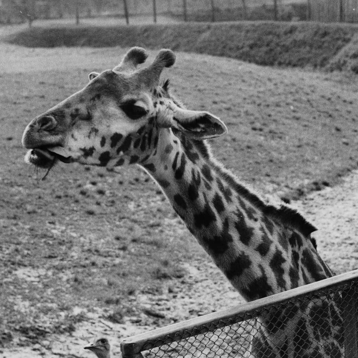 arquivo_rio's tweet photo. O #tbt de hoje vai para o Jardim Zoológico do Rio de Janeiro, que faz parte da história da nossa cidade desde 1888. O zoológico carioca foi o primeiro a abrir no país, através de Barão de Drumond, na fundação do bairro de Vila Isabel. https://t.co/6EIkHdkM95