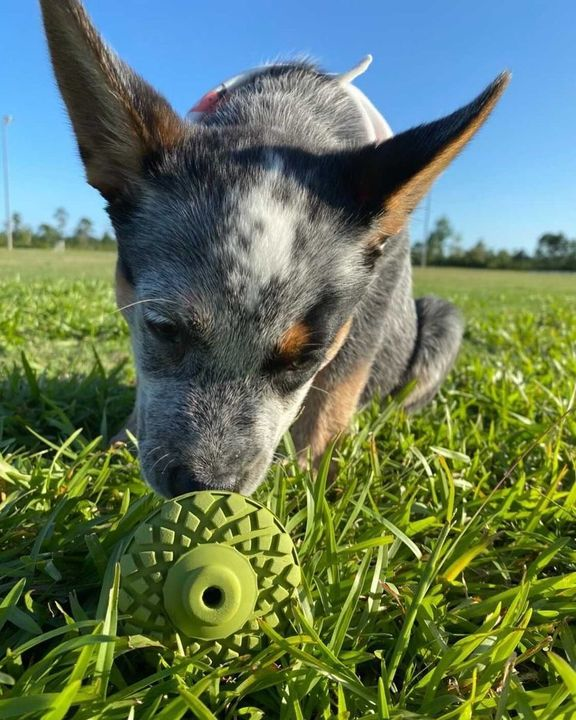 Paw_Naturals's tweet photo. Can you spot the acorn? . Natural toys for endless fun! Reward your pup with the 3-inch Natural Rubber Acorn Toy. Perfect for kibble, treats, and spreadables such as peanut butter! . 📸 @lululimonblueheeler
Shop In-Store or Online:
https://t.co/2cne5ntpSj
#talltails #dogtoy https://t.co/83lPZ3rgPL