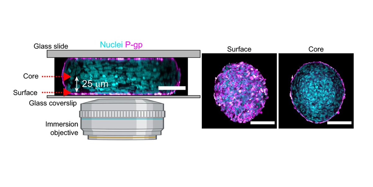 Researchers applied a novel #bioengineering approach to generate human blood–brain barrier organoids by the self-assembly of astrocytes, pericytes and brain #endothelial cells with unprecedented throughput using micro patterned hydrogels. 

bit.ly/39zCBzz