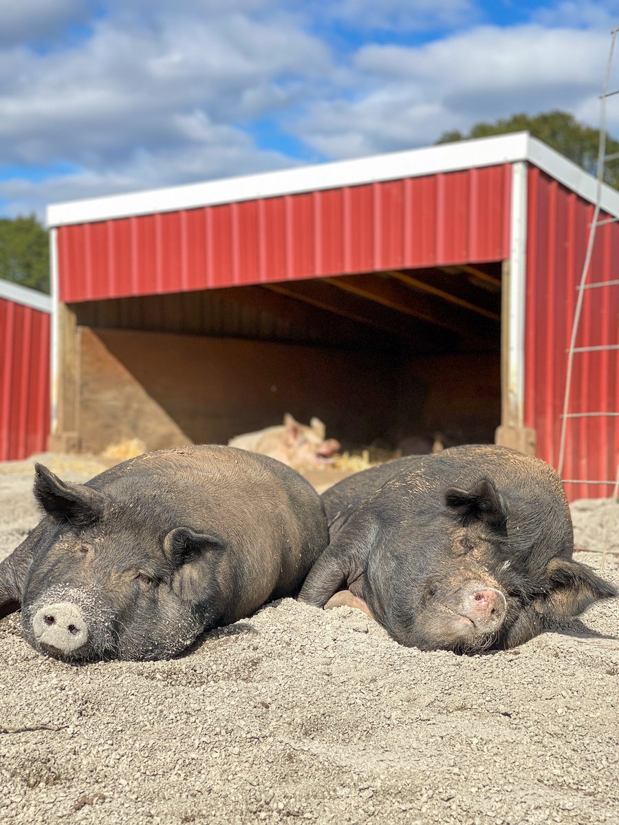 Tidbit and Tilly are enjoying the last few warm days before autumn sets in for real 🍂