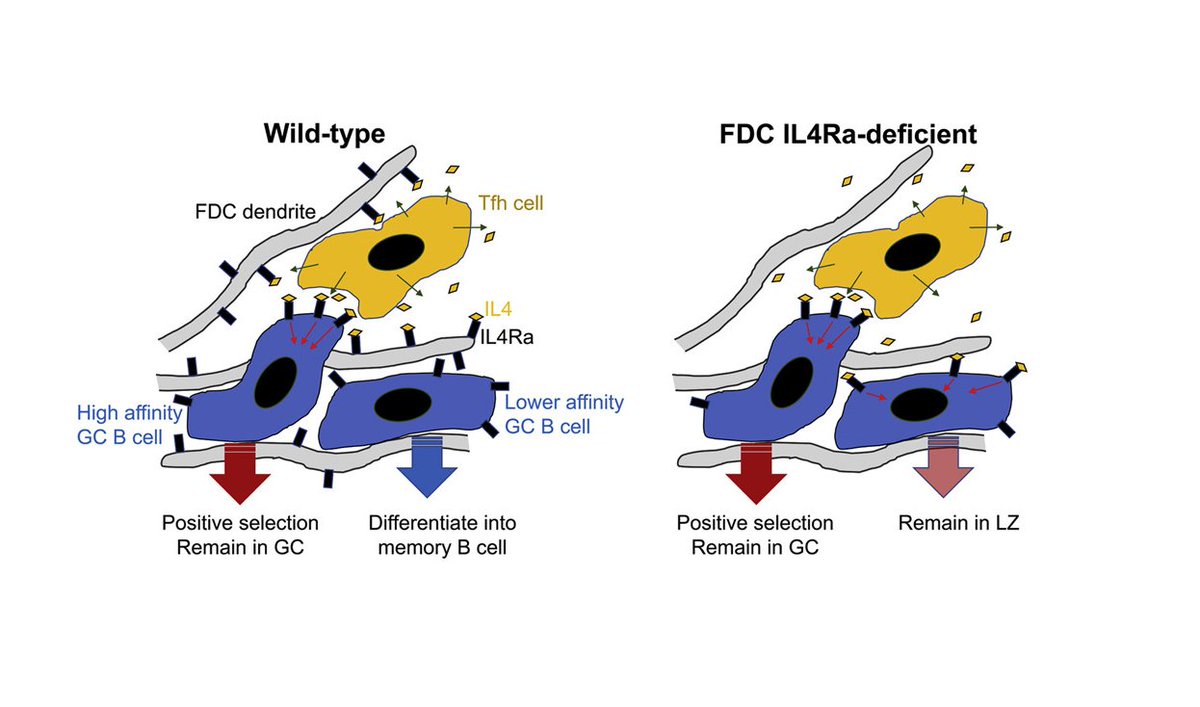 humanimmunenews's tweet photo. Published in @ImmunityCP!
Investigators propose that germinal center follicular #DendriticCells establish a niche that limits bystander IL-4 activity, focusing IL-4 action on B cells undergoing selection and enhancing #MemoryCell differentiation.
https://t.co/kxCMxIuqIp https://t.co/FWE0Q6sxMx