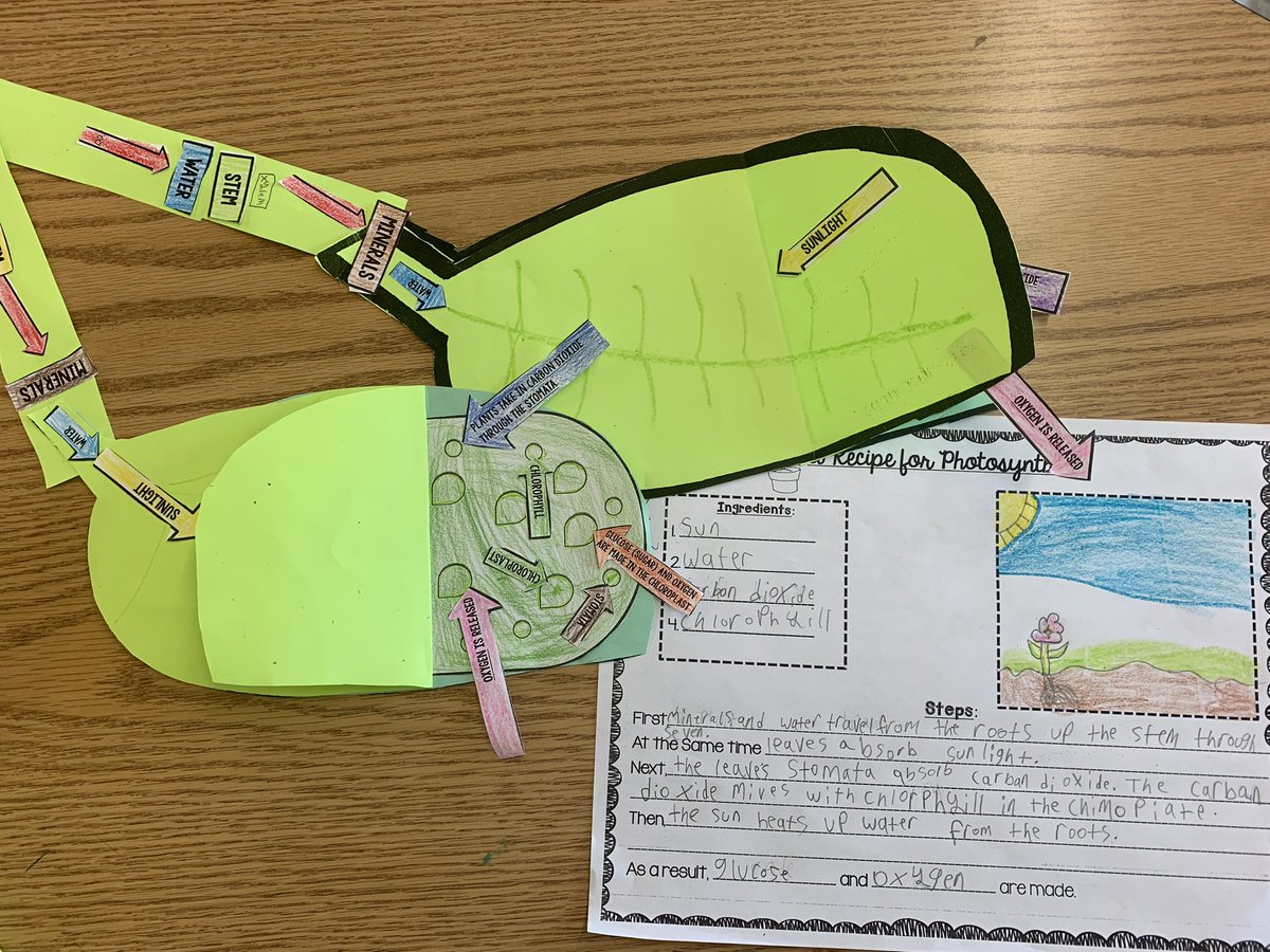 s_clague's tweet photo. Our class learned about the process of photosynthesis today and practiced following directions with a multi-step photosynthesis diagram craft. #scienceisawesome #craftivity @RCSDsch42 @RCSDNYS https://t.co/ynGOPaWA9O
