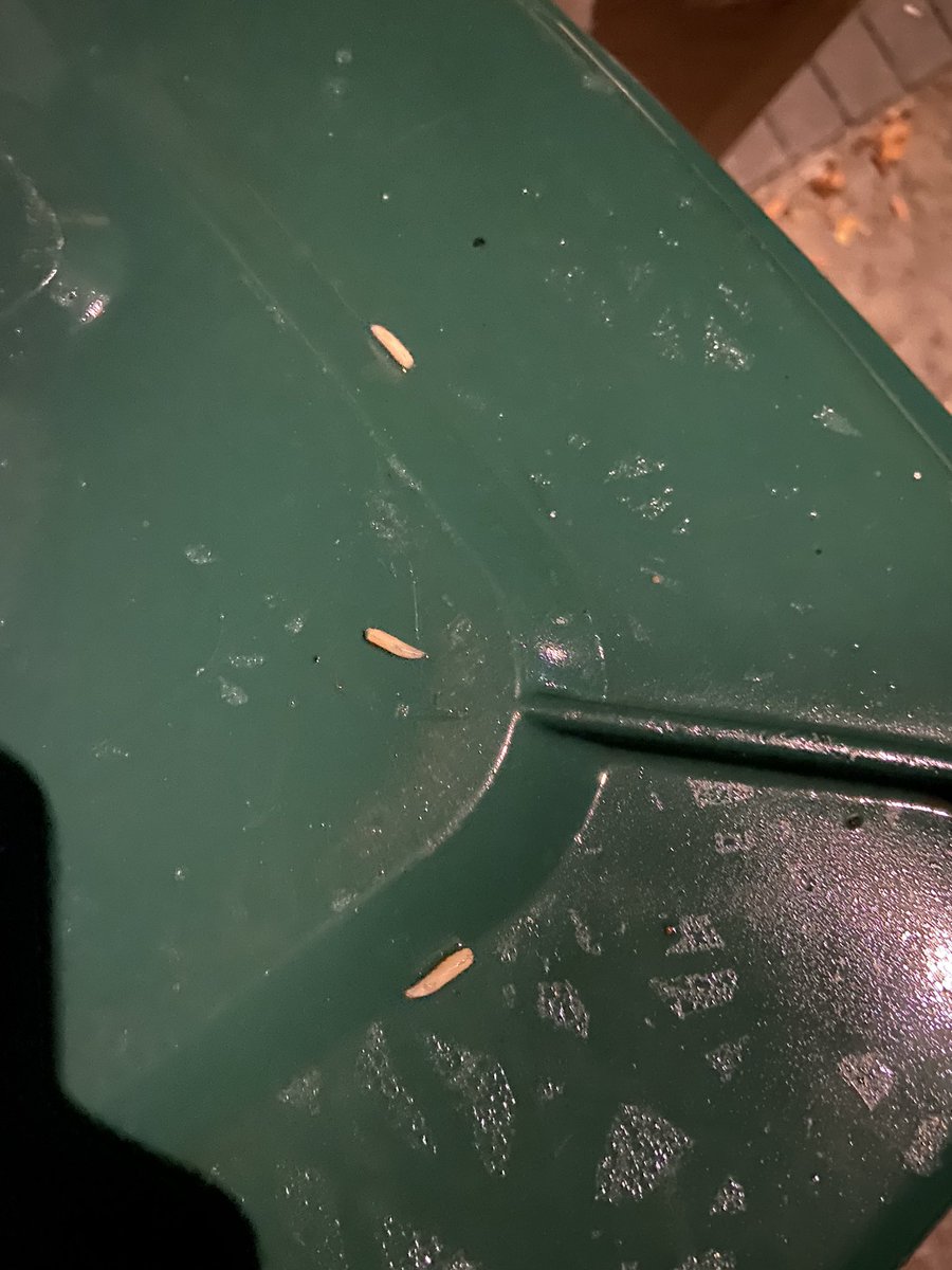 GregColey's tweet photo. @BrightonHoveCC no bin collection for the last two weeks. Bins along the whole road are overflowing and we’ve got maggots all over our bin. This simply isn’t good enough!! When will it be sorted out? https://t.co/2dytQWc0aj