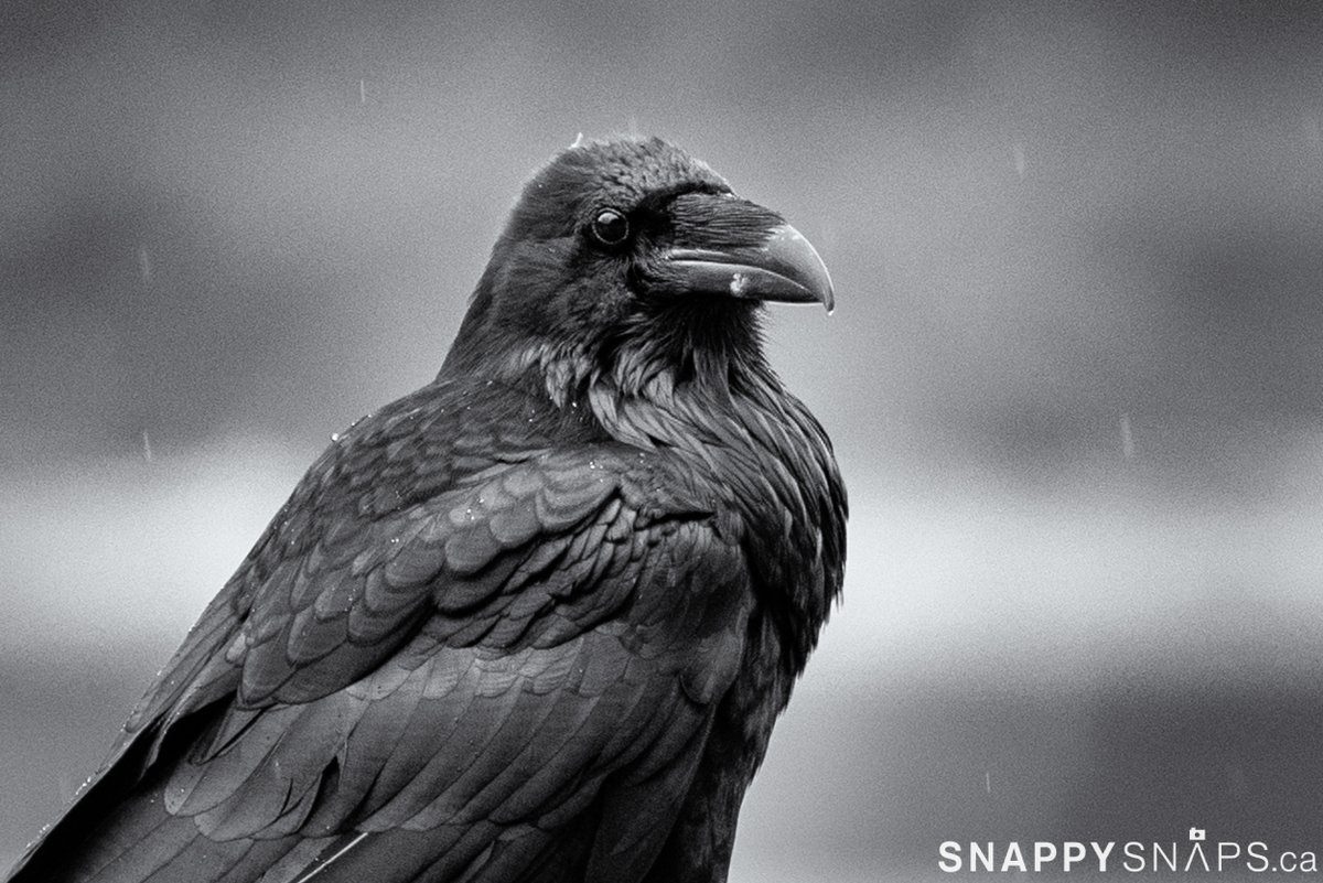 Snappy Snaps tweet media
