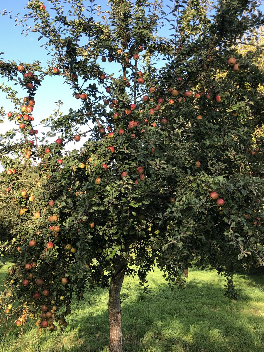 Food_A4thought's tweet photo. Early evening stroll in the countryside around ours, didn’t see a single soul, absolute bliss!
Happened across an old abandoned orchard, trees laden with fruit 🍎 😊

#CountryStroll #CountryLiving #Countryside #Brittany #CotesDArmor #Orchard #AppleTrees #Apples #PeaceAndQuiet https://t.co/5O3STyVoVw
