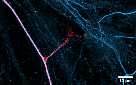 BioKenLyon's tweet photo. glia caught red (GluA1) handed pilfering from neurons (blue). #Neuronwatching #LeggoMyGluA1 https://t.co/q29j65urii