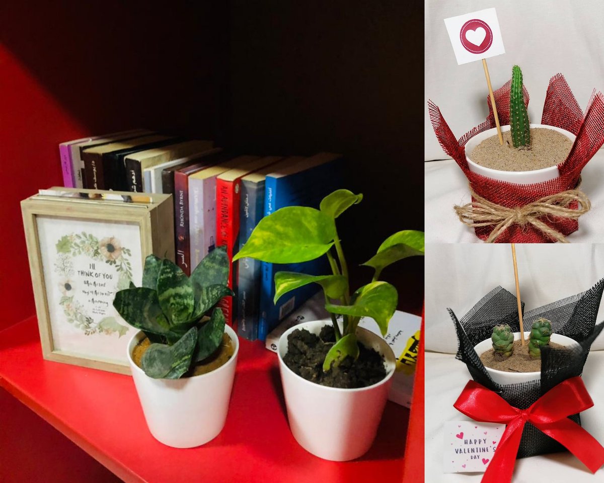 zuhalplants's tweet photo. مسابقه 💕
 للفائزييييين اثنين 💃

 - شتله من اختيار الفائز/ة
-خشبه من @gegestems

كل العليك رتويت فقط

السحب بعد ٧٢ ساعه
بالتوفيق 💕 https://t.co/tPDoDiG1eS