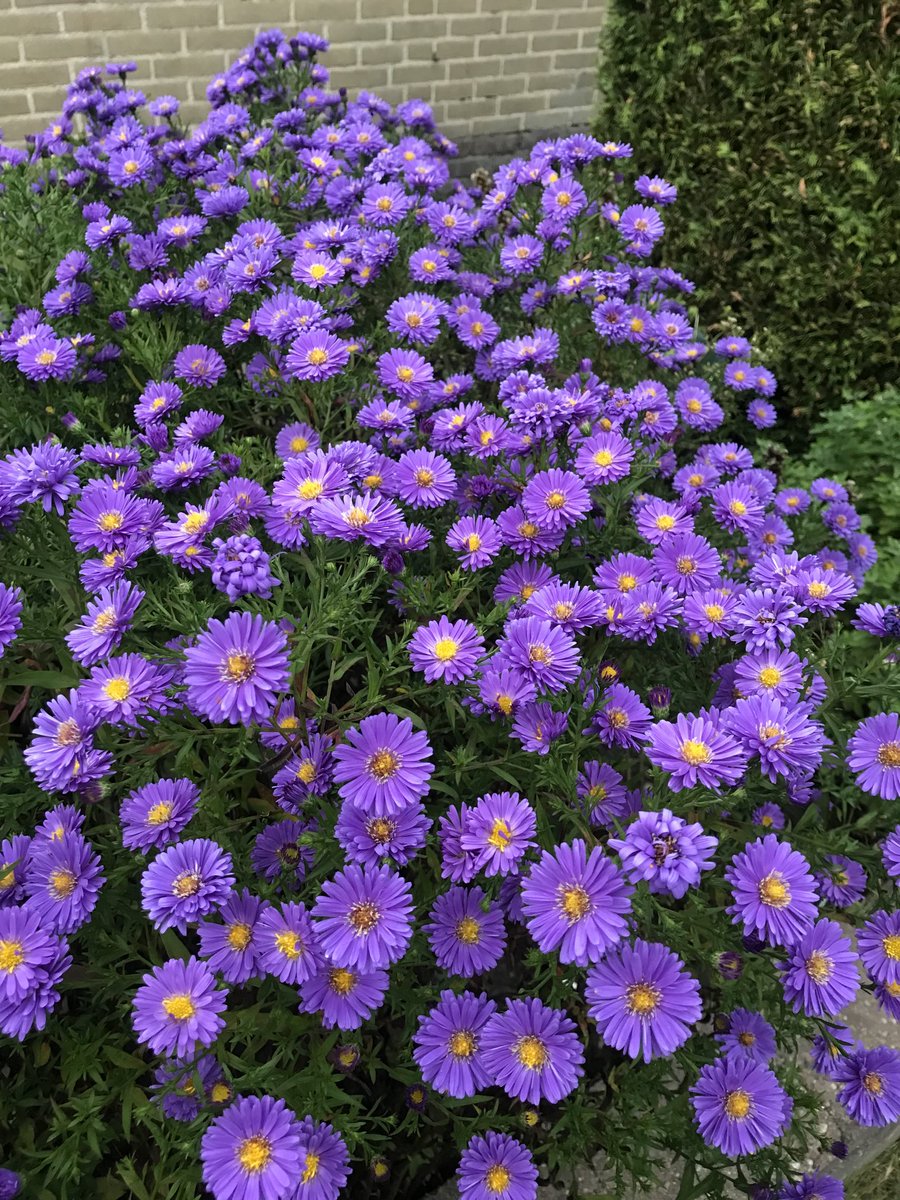 EzZijlstra's tweet photo. Zijn er volgers die zich herinneren dat ik op 1 september de eerste bloeiende #Herfstaster op de foto zette? 
🔮
Vandaag kom ik thuis en ben overweldigd door de gehele struik in bloei te zien. 
Deze foto bij het late licht van 19 uur gemaakt. https://t.co/1vOB8MT5aD