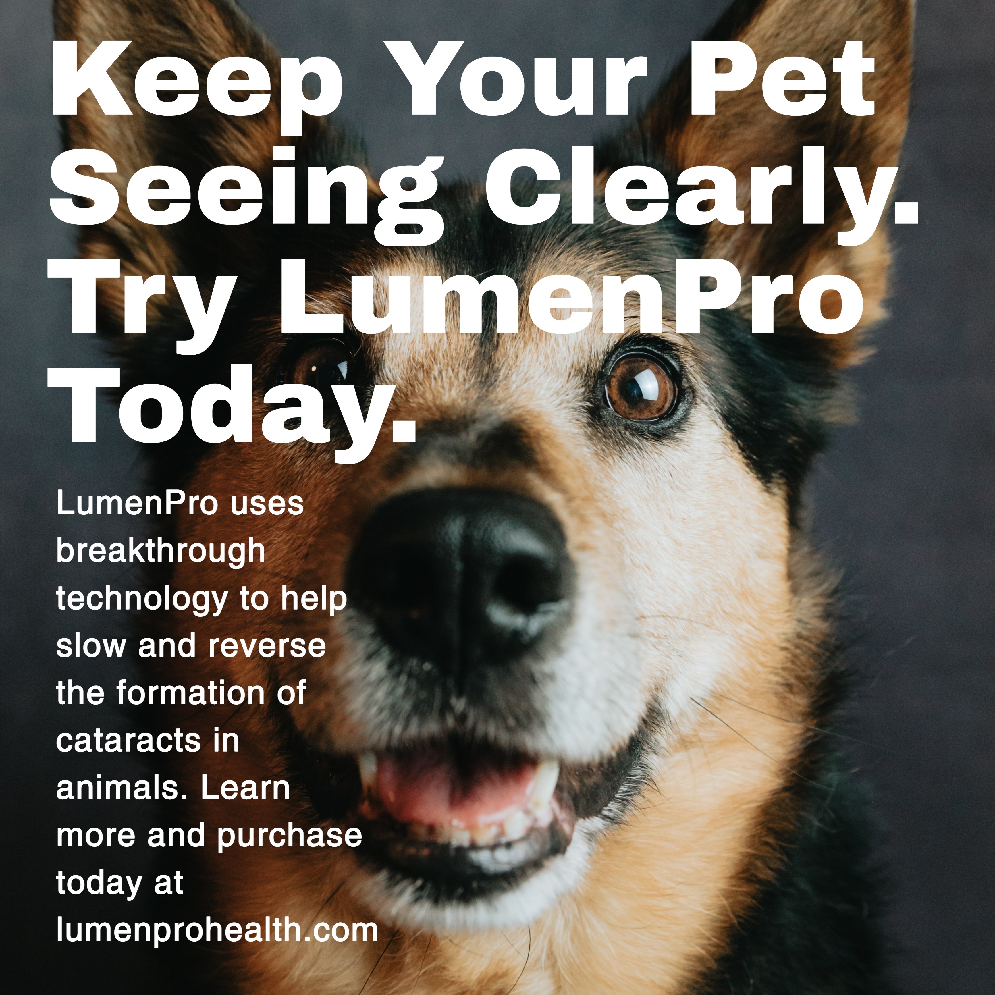 Can Dog Cataracts Be Reversed