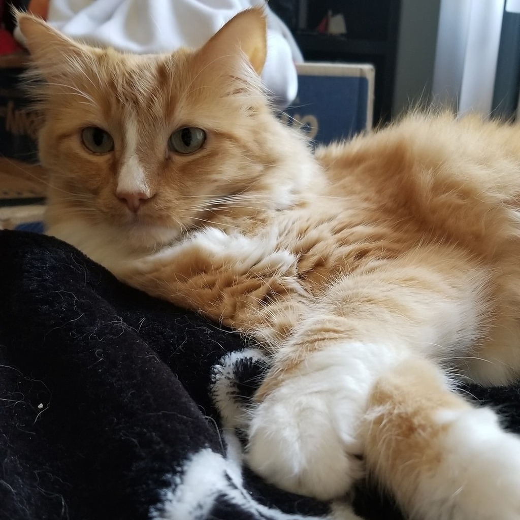 ThomasWaffles's tweet photo. Just relaxing.

#fluffcat #wafflecat #lazycat #orangecat #catsofinstagram #whitepaws https://t.co/Vhj7p8dSx6 https://t.co/Oq06mzltKl